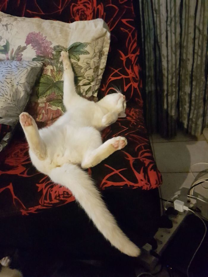 People Are Sharing Pics Of Their Cats Acting Weird (Add Yours)