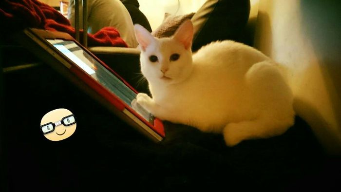 People Are Sharing Pics Of Their Cats Acting Weird (Add Yours)