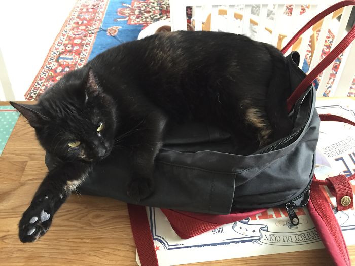 People Are Sharing Pics Of Their Cats Acting Weird (Add Yours)