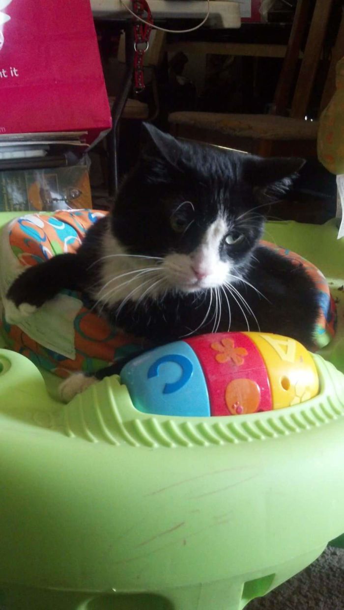 People Are Sharing Pics Of Their Cats Acting Weird (Add Yours)