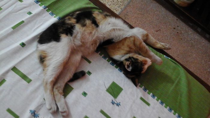 People Are Sharing Pics Of Their Cats Acting Weird (Add Yours)