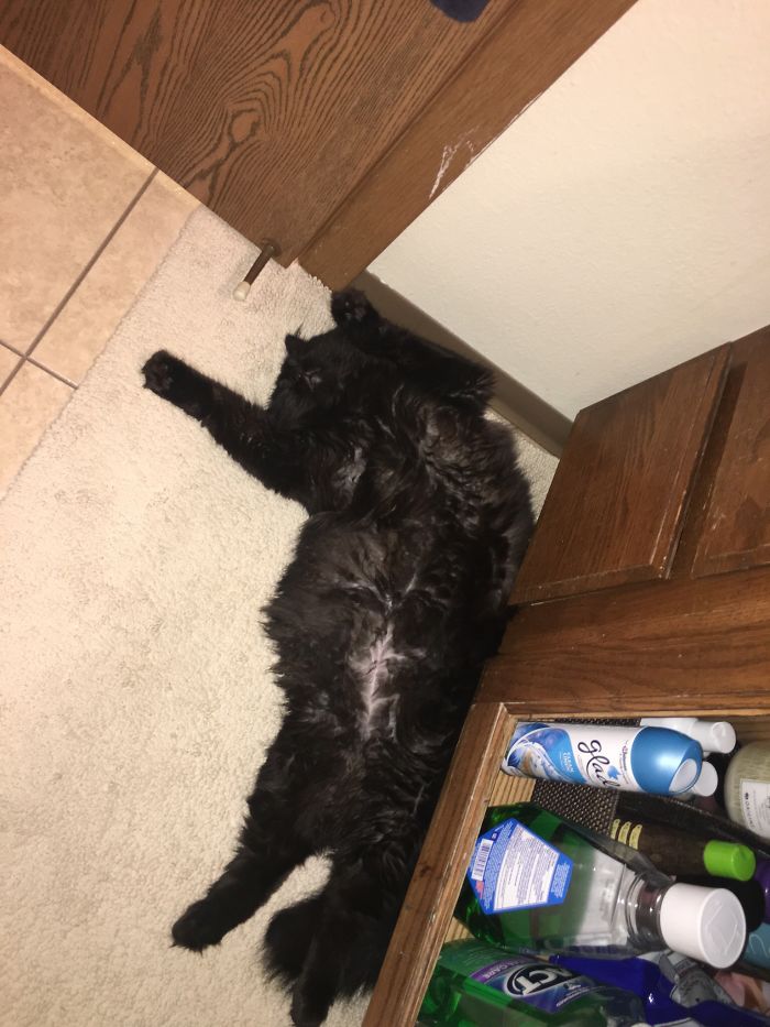 People Are Sharing Pics Of Their Cats Acting Weird (Add Yours)