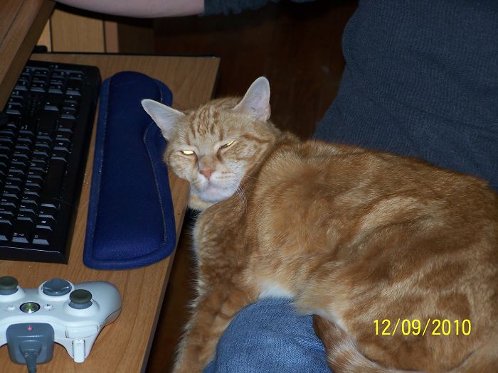 People Are Sharing Pics Of Their Cats Acting Weird (Add Yours)