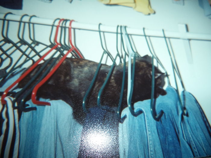 People Are Sharing Pics Of Their Cats Acting Weird (Add Yours)