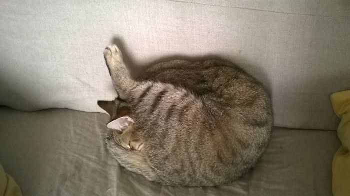 People Are Sharing Pics Of Their Cats Acting Weird (Add Yours)