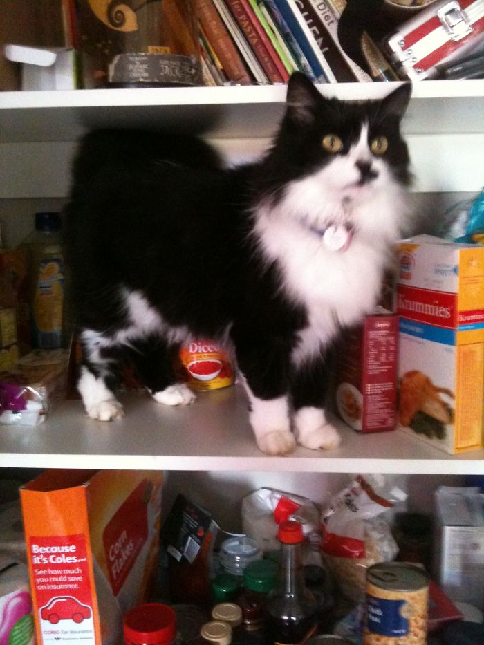 People Are Sharing Pics Of Their Cats Acting Weird (Add Yours)