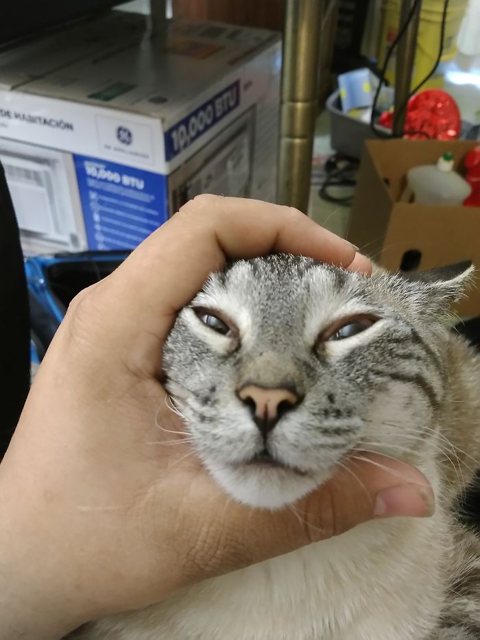 People Are Sharing Pics Of Their Cats Acting Weird (Add Yours)