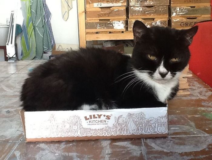 People Are Sharing Pics Of Their Cats Acting Weird (Add Yours)