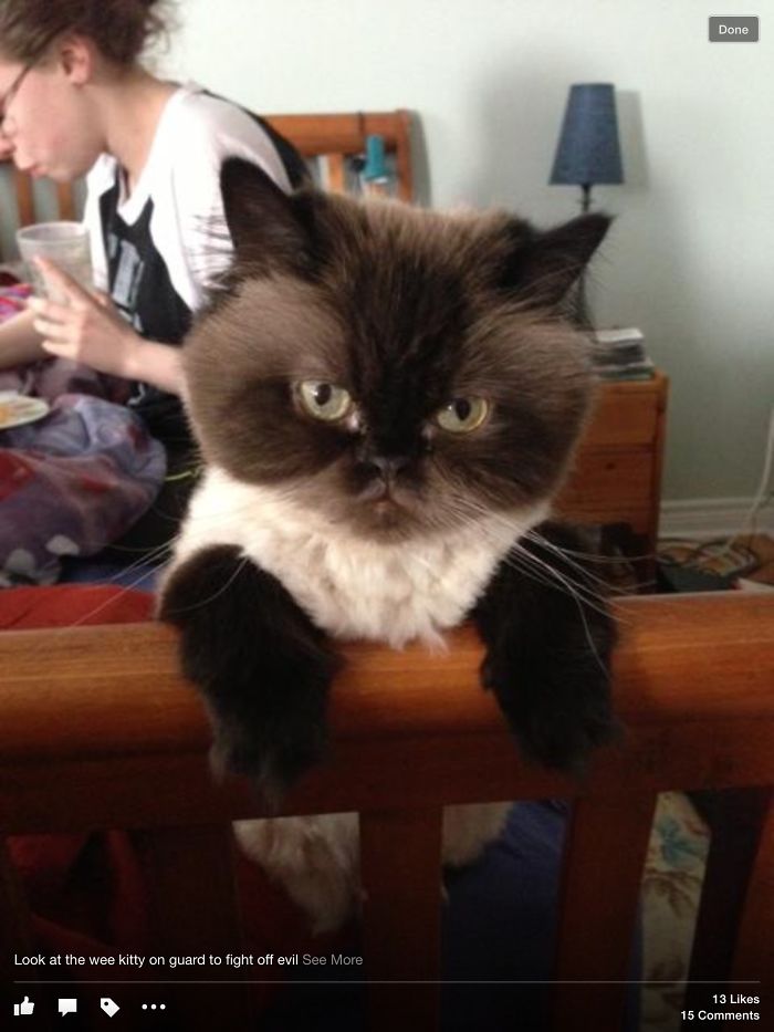 People Are Sharing Pics Of Their Cats Acting Weird (Add Yours)