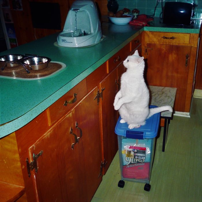 People Are Sharing Pics Of Their Cats Acting Weird (Add Yours)