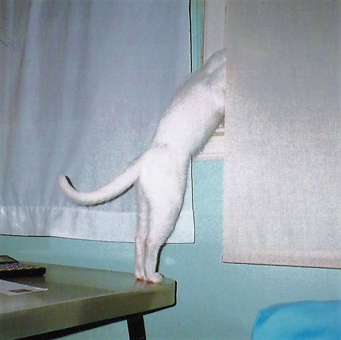 People Are Sharing Pics Of Their Cats Acting Weird (Add Yours)