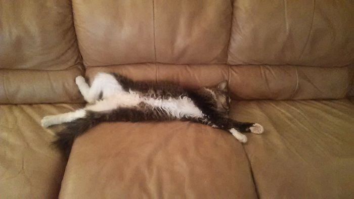People Are Sharing Pics Of Their Cats Acting Weird (Add Yours)