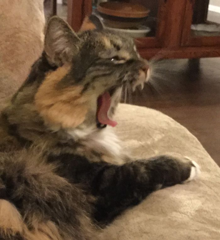 People Are Sharing Pics Of Their Cats Acting Weird (Add Yours)