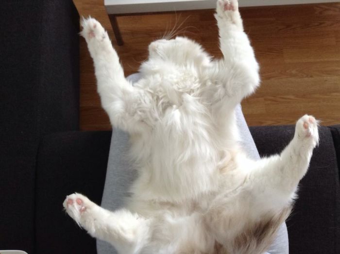 People Are Sharing Pics Of Their Cats Acting Weird (Add Yours)