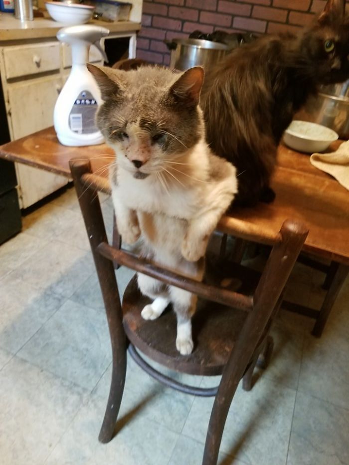 People Are Sharing Pics Of Their Cats Acting Weird (Add Yours)