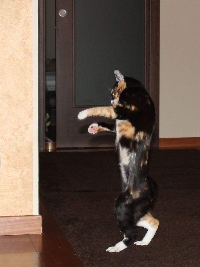 People Are Sharing Pics Of Their Cats Acting Weird (Add Yours)