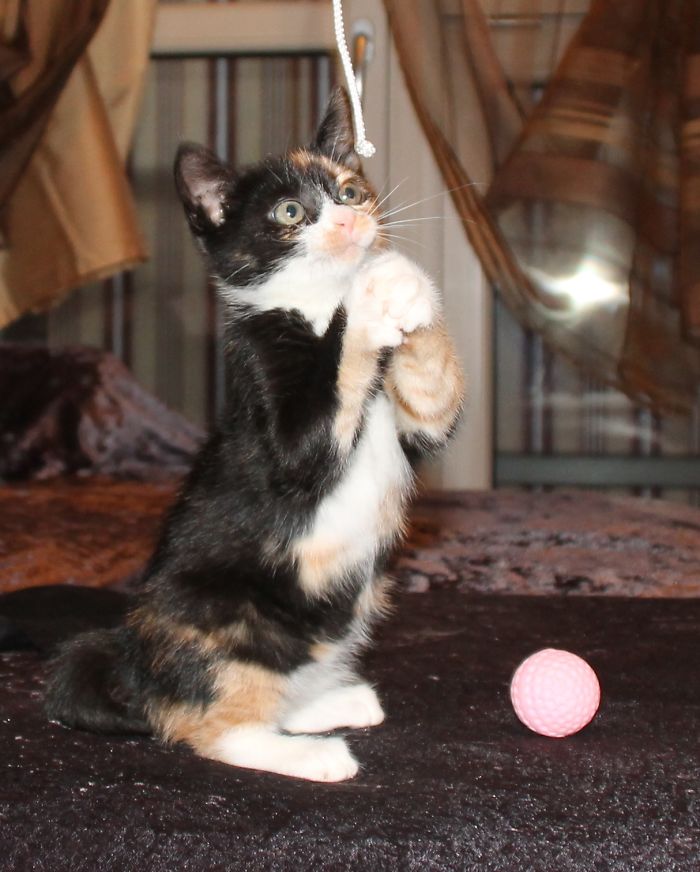 People Are Sharing Pics Of Their Cats Acting Weird (Add Yours)