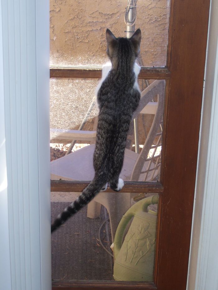 People Are Sharing Pics Of Their Cats Acting Weird (Add Yours)