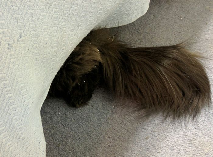 People Are Sharing Pics Of Their Cats Acting Weird (Add Yours)