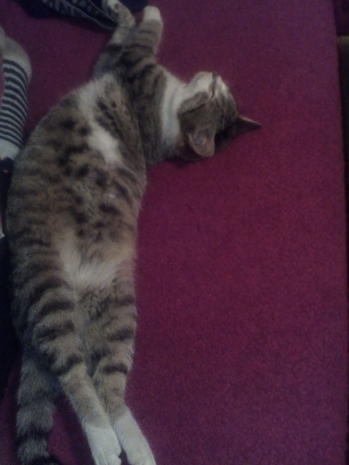 People Are Sharing Pics Of Their Cats Acting Weird (Add Yours)