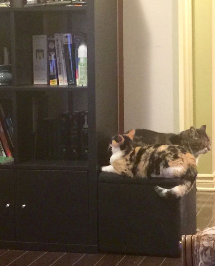 People Are Sharing Pics Of Their Cats Acting Weird (Add Yours)