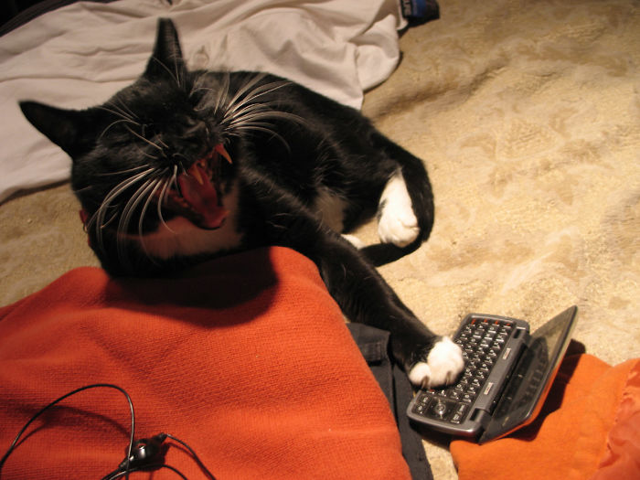 People Are Sharing Pics Of Their Cats Acting Weird (Add Yours)