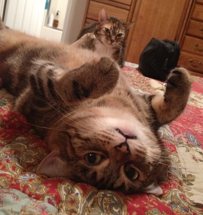 People Are Sharing Pics Of Their Cats Acting Weird (Add Yours)