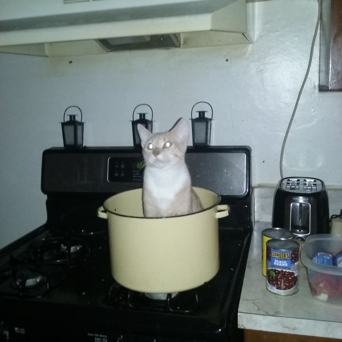 People Are Sharing Pics Of Their Cats Acting Weird (Add Yours)