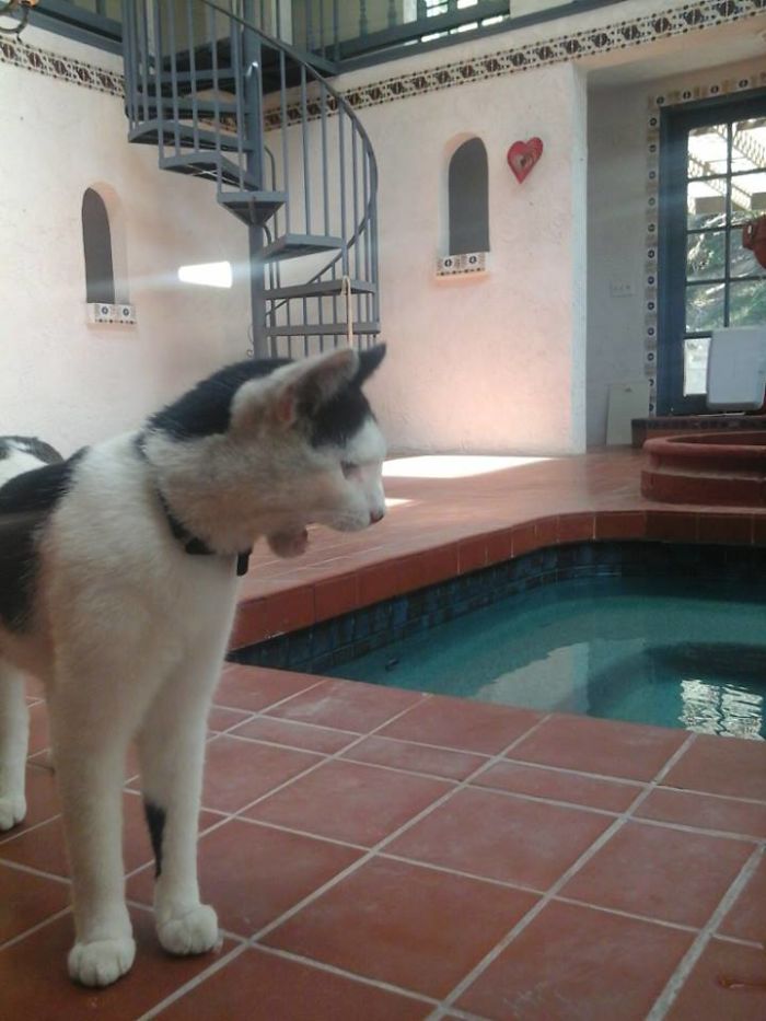 People Are Sharing Pics Of Their Cats Acting Weird (Add Yours)