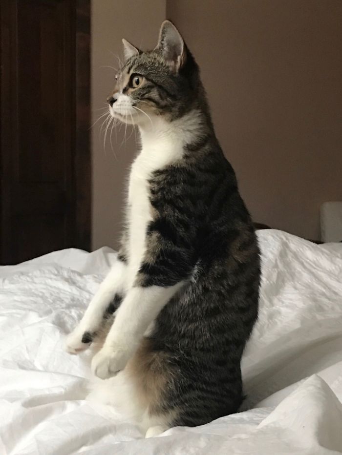 People Are Sharing Pics Of Their Cats Acting Weird (Add Yours)