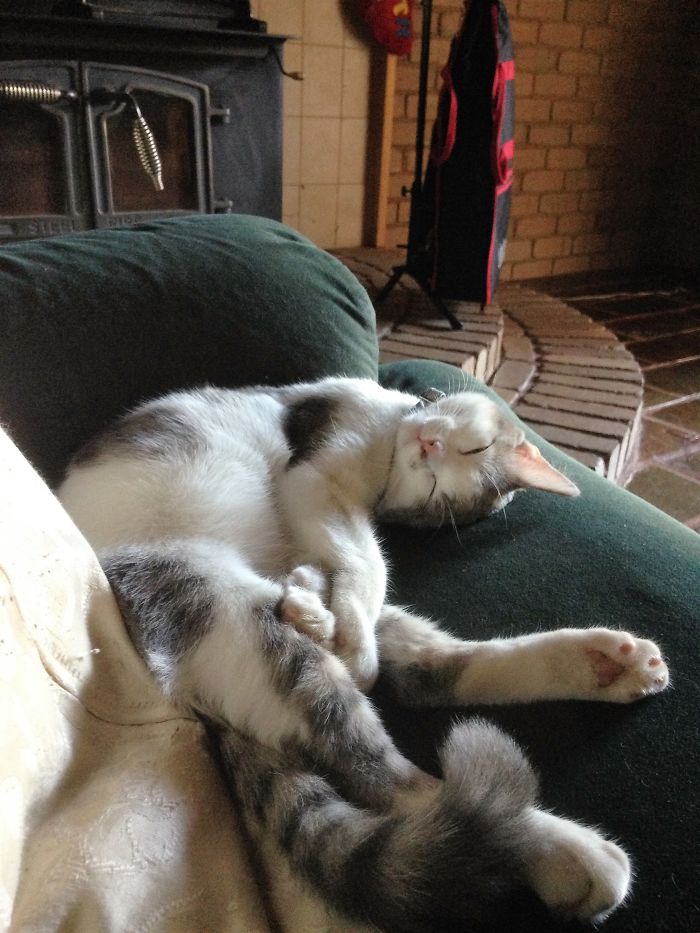 People Are Sharing Pics Of Their Cats Acting Weird (Add Yours)
