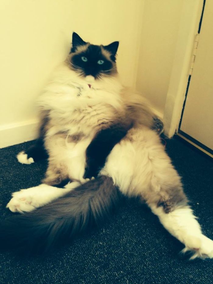 People Are Sharing Pics Of Their Cats Acting Weird (Add Yours)