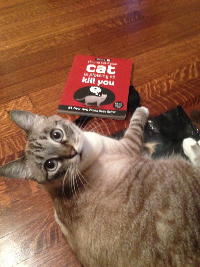 People Are Sharing Pics Of Their Cats Acting Weird (Add Yours)