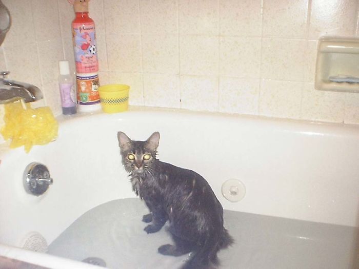 People Are Sharing Pics Of Their Cats Acting Weird (Add Yours)