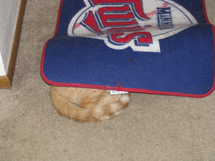 People Are Sharing Pics Of Their Cats Acting Weird (Add Yours)