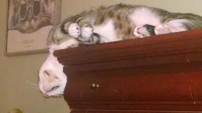People Are Sharing Pics Of Their Cats Acting Weird (Add Yours)