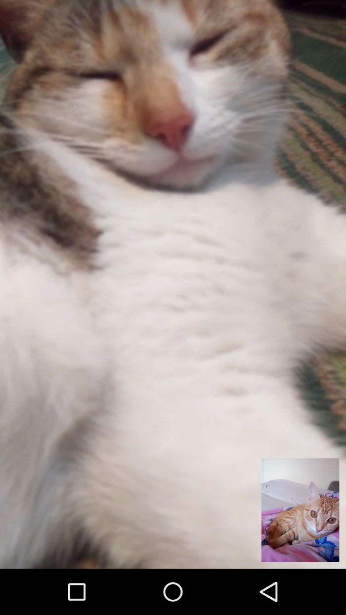 People Are Sharing Pics Of Their Cats Acting Weird (Add Yours)