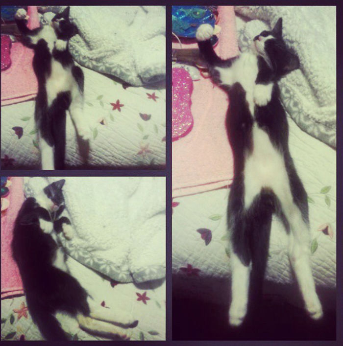 People Are Sharing Pics Of Their Cats Acting Weird (Add Yours)