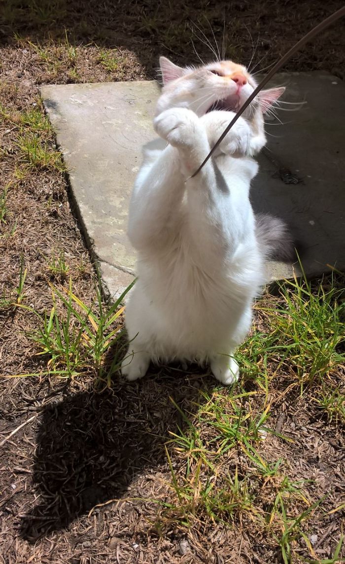 People Are Sharing Pics Of Their Cats Acting Weird (Add Yours)