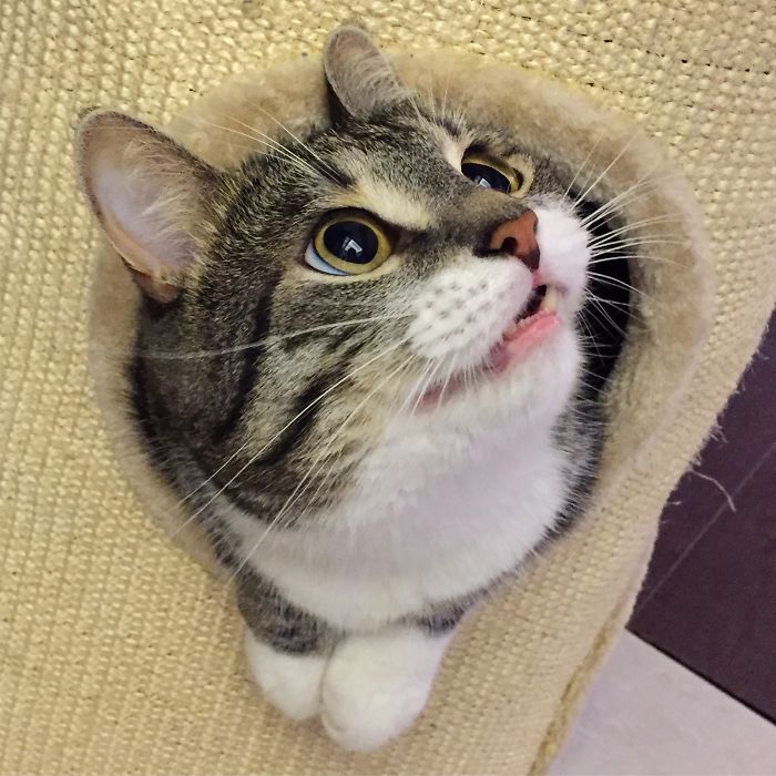 People Are Sharing Pics Of Their Cats Acting Weird (Add Yours)