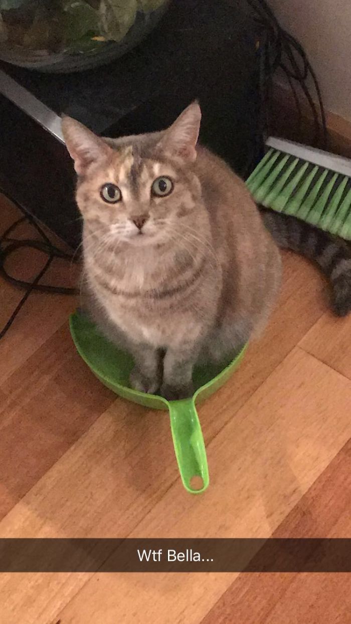 People Are Sharing Pics Of Their Cats Acting Weird (Add Yours)