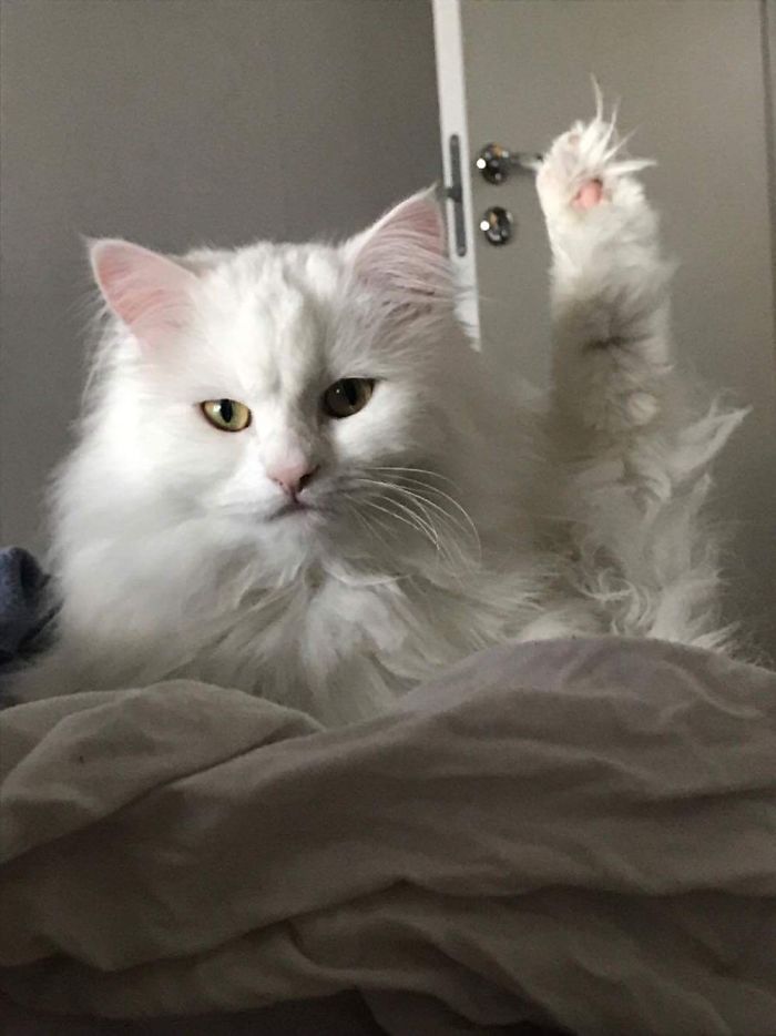 People Are Sharing Pics Of Their Cats Acting Weird (Add Yours)