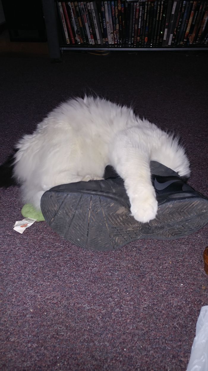 People Are Sharing Pics Of Their Cats Acting Weird (Add Yours)