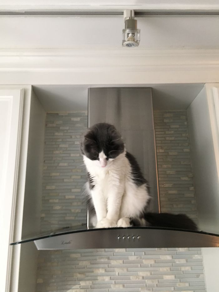 People Are Sharing Pics Of Their Cats Acting Weird (Add Yours)