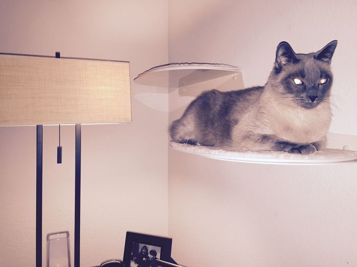 People Are Sharing Pics Of Their Cats Acting Weird (Add Yours)