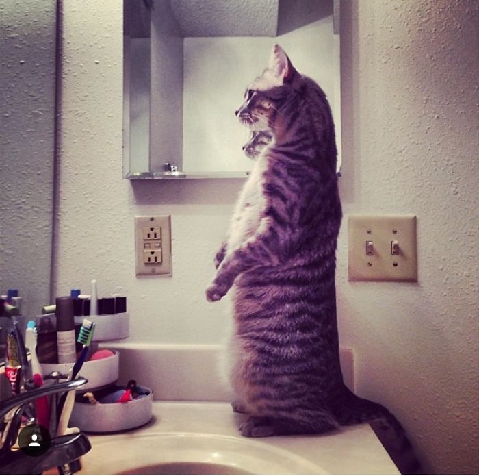 People Are Sharing Pics Of Their Cats Acting Weird (Add Yours)