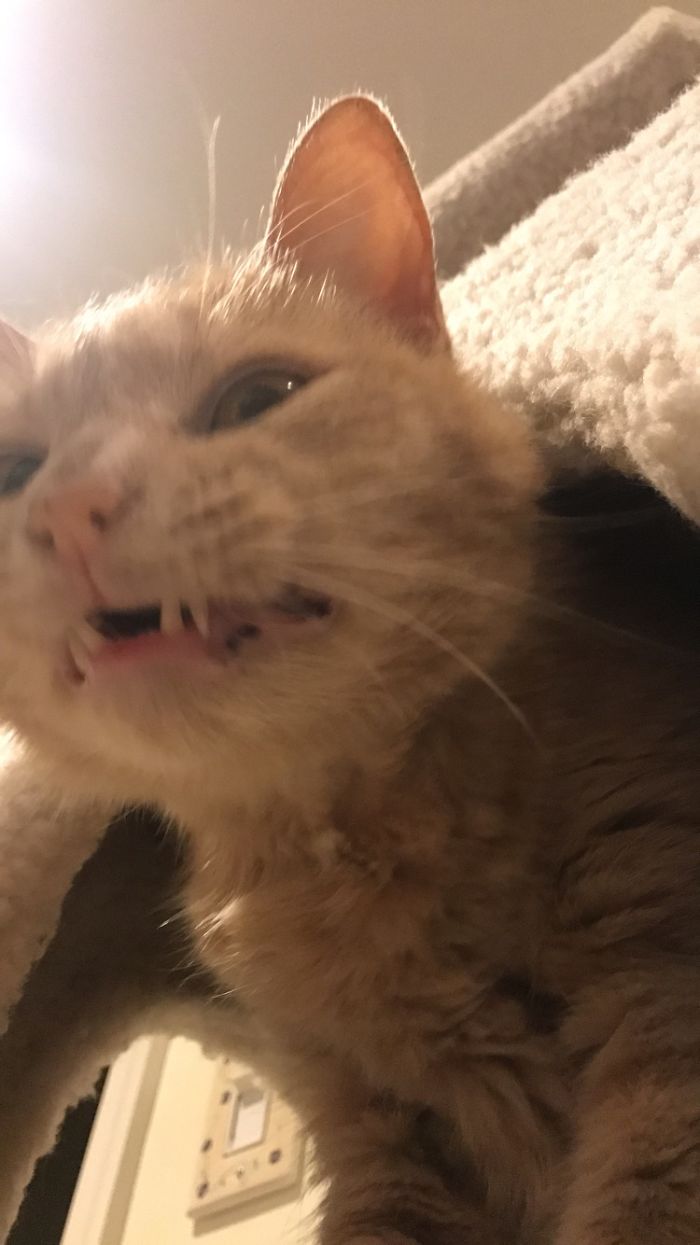 People Are Sharing Pics Of Their Cats Acting Weird (Add Yours)