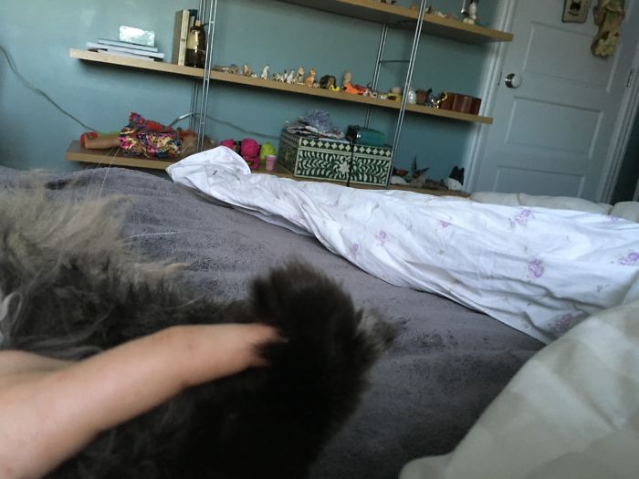 People Are Sharing Pics Of Their Cats Acting Weird (Add Yours)