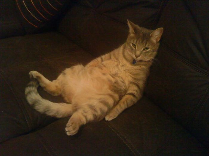 People Are Sharing Pics Of Their Cats Acting Weird (Add Yours)