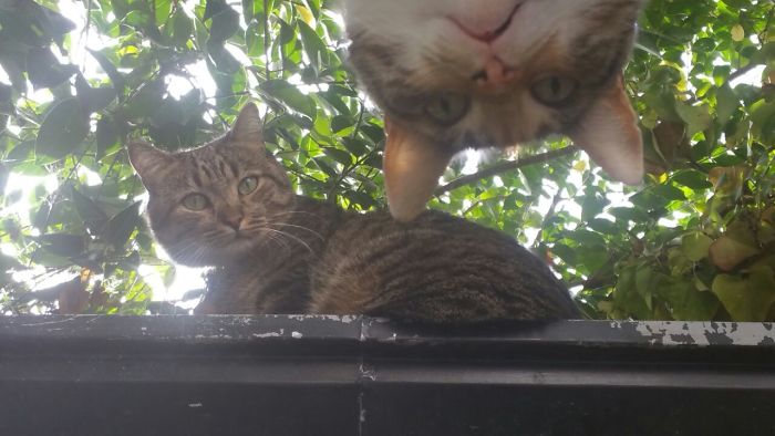 People Are Sharing Pics Of Their Cats Acting Weird (Add Yours)